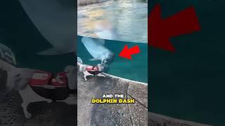 First Time at the Park: Dog Meets Dolphin! #animal