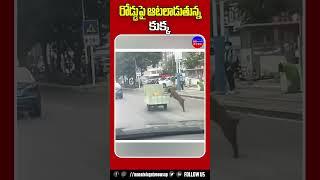 ఒరేయ్ చింటూ .. ఏంట్రా ఇది ! | Dog Funny Video on Road | ManaTeluguTV