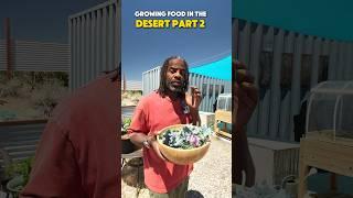 Growing Food In The Desert ️ Part 2 #nevergiveup #growingfood