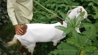 Amazing man meet first time with his goat us animal