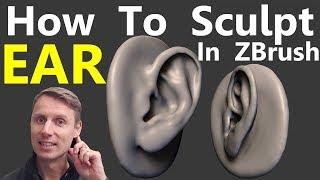 How To Sculpt The Ear In Zbrush