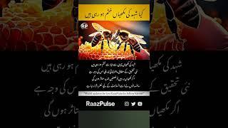 Are Honey Bees Disappearing #raazpulse #urdunews #honeybee #savebee #sciencenews