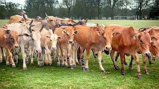 sound of cows roaming the fields calling friends to come home to the barn - Cow and Cow Sounds #2