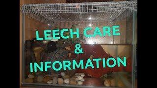 LEECH CARE & INFORMATION