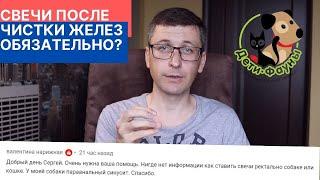 Как вводить ректальные свечи собаке или кошке? Нужны ли свечи после чистки желез?