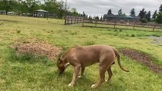 German Shepherd Attacks Pitbull [OFF LEASH PARK]