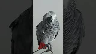 ПОПУГАЙ ЭВРИКА РУГАЕТСЯ С ХОЗЯИНОМ ! НОВОЕ / TALKING PARROT EVRIKA