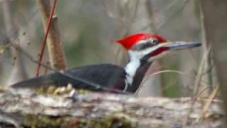 Buddy Davis sings THE WOODPECKER SONG Music Video
