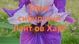 Ирис сибирский Лайт ов Харт (iris sibirica)  обзор: как сажать, саженцы ириса Лайт ов Харт