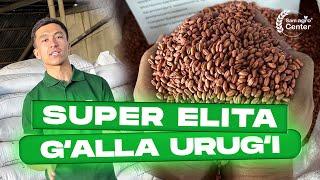 Super Elita g'alla urug'lari sotuvda   #agrolife #agro #live #corn #wheat