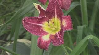 Лилейник гибридный Найт Бекон. Daylily Hybrid Knight Bacon.