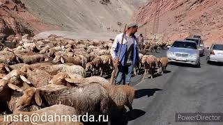 Рыжие овцы Гузнской породы джойдори и аборигенные САО Таджикистана из горной Матчи Назима