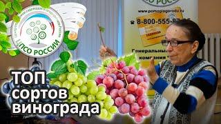 Топ сортов винограда! Надежные сорта винограда для средней полосы.