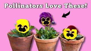 If I Would Know About This Plant Before - Pansy Plant Care