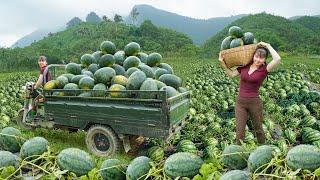 REWIND TIMELAPSE --450 Days Harvesting Lots Of Watermelon, Banana, Cauliflower,... /Phương's Story