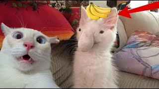 That's Why Cats are so Funny!Best Funniest Cats Videos Make You Unable To Stop Laughing 