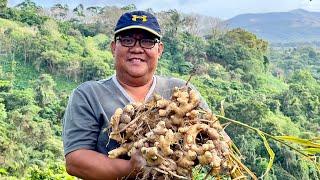 Contractor Nalugi: Dati Marangyang Buhay, Ngayon Nagdadamo nalang sa Farm? + Paano mag Tanim ng Luya