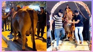 Unloading - MaMa House pr Fibbi Cattle Farm kaaaa RedBerry ️‍