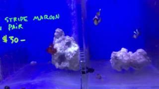 Premium Aquatics Fish Video - 3-17-2017