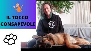 IL TOCCO CONSAPEVOLE CON IL TELLINGTON TTOUCH® / Per il benessere del tuo cane