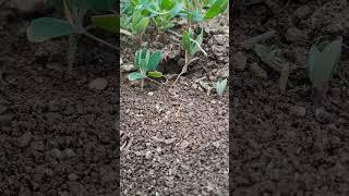 Not everything comes easy.To survive ants work hard every day until dusk.This is their rule of life.