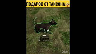 Animal Shelter |Приют для животных|прохождение новинок| #animalshelter #shorts #szavoda #игры