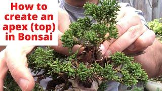 How to create Apex (top) on a bonsai Wiring and positioning branches to create Apex on Bonsai