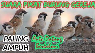 Suara Pikat Burung Gereja Paling Ampuh, Auto Bawa Pasukan