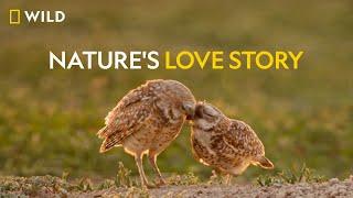 Nature's Love Story | Valentine's Day | Nat Geo Wild