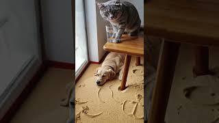 Shocking! Cat causes drama again — classic moment! #cat  #catandmouse  #funny