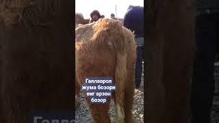 Жиззах Галлаорол жума бозори хоккиз нархлари #gallaorol #asqar_aka #juma_bozor #bozor_narxlari