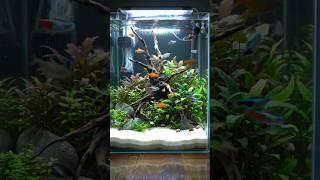Gorgeous Fish for Easy Aquariums