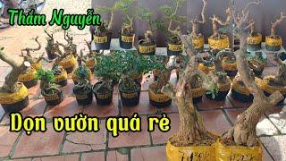 Thắm Nguyễn #0369298778 _9/10/2024_Sam siêu hoa mới gốc to, sam núi mini rẻ, cần thang dọn vườn