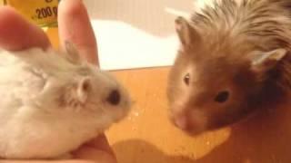 When Szarotka met Pompon...