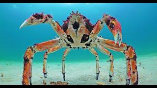 Will Robot Spider Crab Be Able To Protect Crab From Stingray?