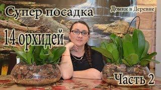 Супер посадка  14 белых орхидей /Закрытая система/Часть 2