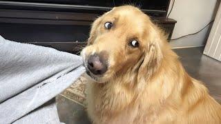 The Funniest Golden Retriever, You Won’t Stop Laughing! 