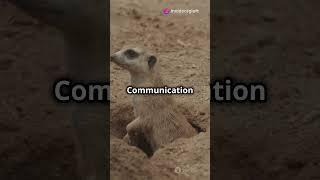 The Social Hierarchy of Meerkats #Meerkats #SocialHierarchy