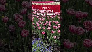 Part 4 #tulip #festival #ottawa #canada #flowers #may2024 #laniwonderwoman #lanibacalzo