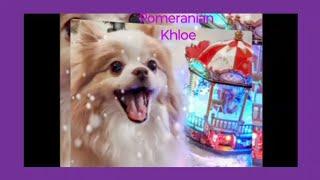 Pomeranian Khloe Christmas Holiday ️ #pomeranian #christmas  #youtube