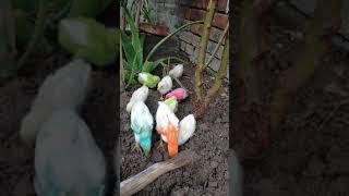 cute colorful chicks for kids