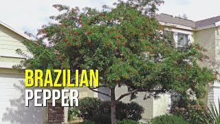 The Brazilian Pepper Tree: A Lush and Fragrant Evergreen