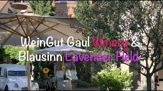 WeinGut Gaul Winery and Lavender Field in Grünstadt, Germany!