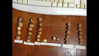 Сравнение плодов фундука 6 сортов ! Comparison of hazelnuts 6 varieties