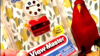 Red birbView-Master….