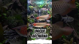 The World's Most Unique Arowana Fish