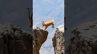 Jumping change area #shortvideo #goats #mountains #animals #love #viralvideo #wildlife