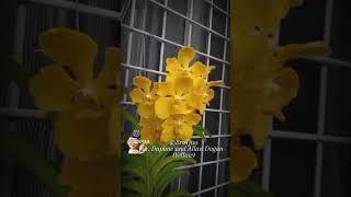 Vanda Daphne and Allan Dogan (Yellow)