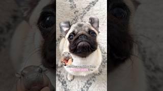 Did MOSY find her long lost SISTER?!  #moodeng #dog #pug