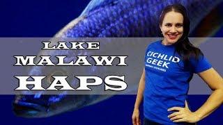 Lake Malawi Cichlids : Haplochromis